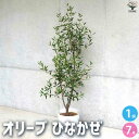 ITANSE オリーブひなかぜ 多肉植物 白テーパード鉢7号 オリーブの実 植木 シンボルツリー 食用 苗 送料無料 即納