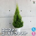 【P2倍★マラソン期間中】コニファー ゴールドクレスト【庭木 7号鉢】常緑 針葉樹 クリスマスツリーにしたり、クリスマスリースとしても使用されます