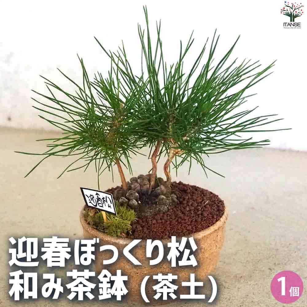 【送料無料】迎春ぼっくり松 和み茶鉢【盆栽 土色:茶】盆栽 新年 賀正 観賞用 植木苗 ガーデニング