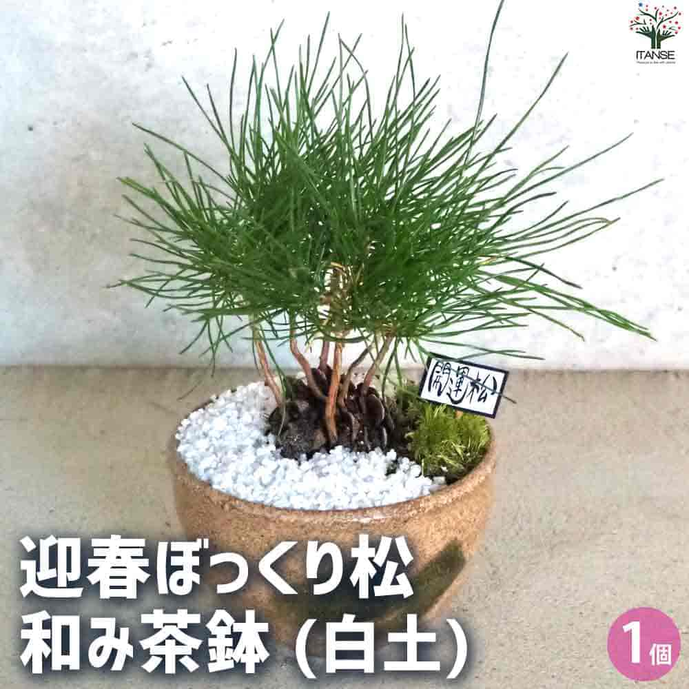 【送料無料】迎春ぼっくり松 和み茶鉢【盆栽 土色:白】盆栽 新年 賀正 観賞用 植木苗 ガーデニング