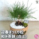 【送料無料】迎春ぼっくり松 和み茶鉢 盆栽 土色:白 盆栽 新年 賀正 観賞用 植木苗 ガーデニング 送料無料 即納