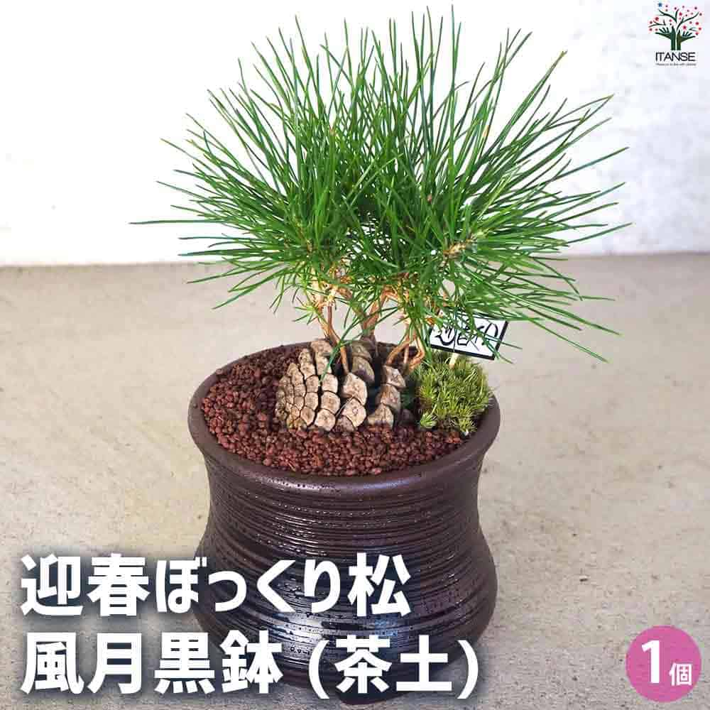 【送料無料】迎春ぼっくり松 風月黒鉢【盆栽 土色:茶】盆栽 新年 賀正 観賞用 植木苗 ガーデニング