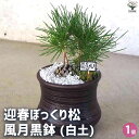 【送料無料】迎春ぼっくり松 風月黒鉢 盆栽 土色:白 盆栽 新年 賀正 観賞用 植木苗 ガーデニング 送料無料 即納