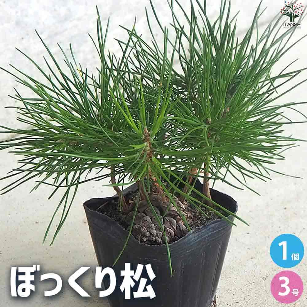 【送料無料】ぼっくり松【盆栽】植木苗 観賞用 庭木 ミニサイズ コンパクト 室内 オフィス その1