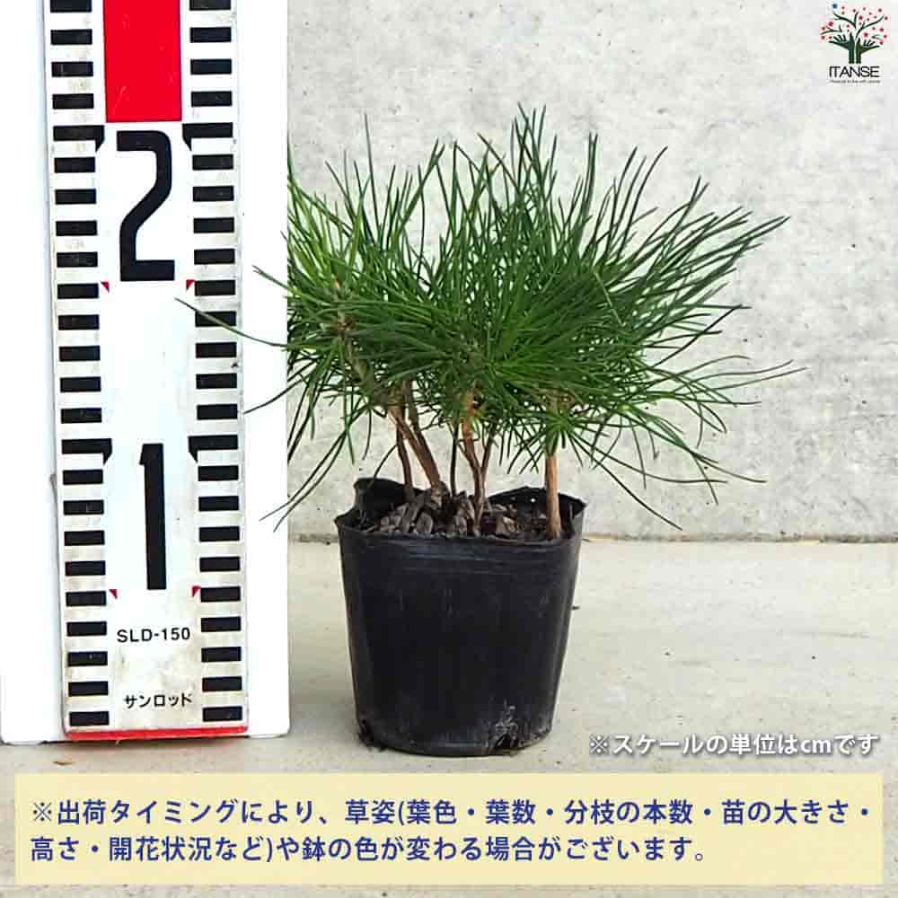 �ڥݥ����UP���ޥ饽����֡ۤܤä��꾾 �ߺ� ������ �Ѿ��� ���� �ߥ˥����� ����ѥ��� ���� ���ե��� ����̵�� ¨Ǽ