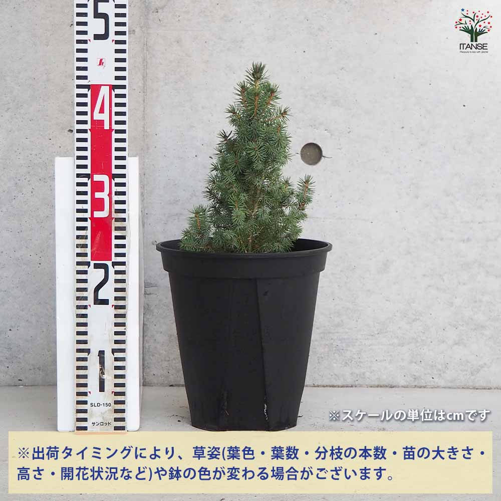 【送料無料】ピセア サンオンザスカイ 庭木 7号鉢 1個売り 植木の苗 植木苗 コニフ...