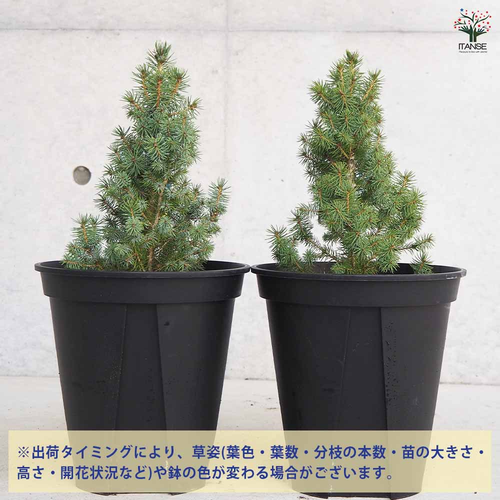 【送料無料】ピセア サンオンザスカイ 庭木 7号鉢 1個売り 植木の苗 植木苗 コニフ...
