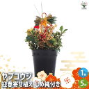 【12月19日出荷】【マラソン期間★ポイント5倍】お正月飾り ヤブコウジ 迎春寄植えアレンジしめ縄付 正月飾り 5号鉢 1個売り お正月 迎春 飾り 寄せ植え アレンジ モダンスタイル 玄関 年賀 フラワーギフト 送料無料