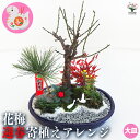 【送料無料】お正月飾り 花梅 迎春寄植えアレンジ 正月飾り 大皿11号 お正月 迎春 飾り 寄せ植え アレンジ モダンスタイル 玄関 年賀 フラワーギフト 送料無料 即納
