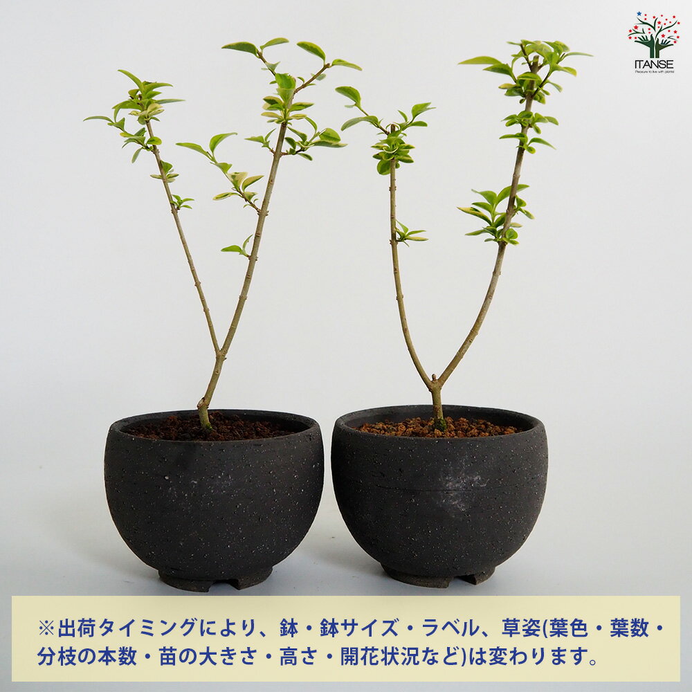 【SS期間★P5倍】 斑入イボタ お椀鉢 【 盆栽 4号／1個売り 】 ぼんさい bonsai 植木 苗 苗木 植え木 庭植え 地植え 鉢植え ベランダ ガーデニング 花壇 庭園 プレゼント お祝い