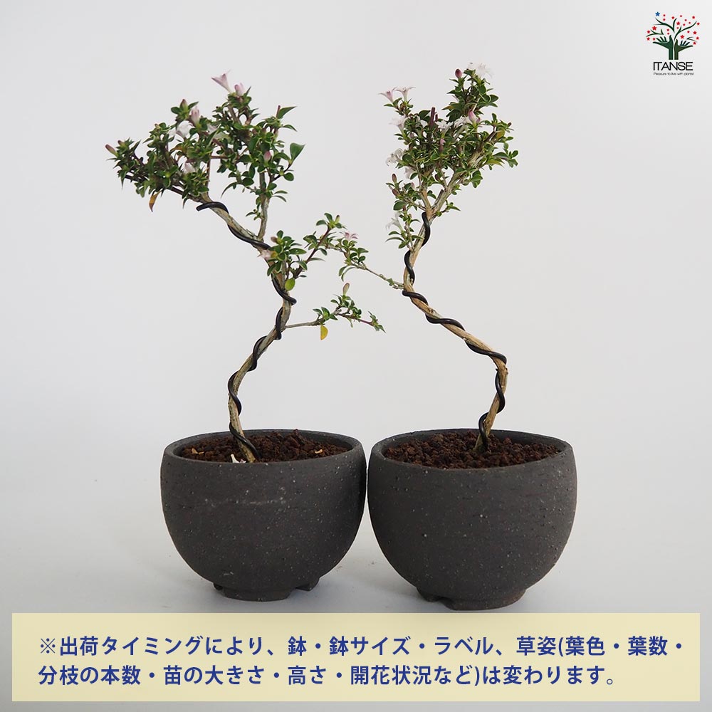 【SS期間★P5倍】 コウチョウギ お椀鉢 【 盆栽 4号／1個売り 】 ぼんさい bonsai 植木 苗 苗木 植え木 庭植え 地植え 鉢植え ベランダ ガーデニング 花壇 庭園 プレゼント お祝い