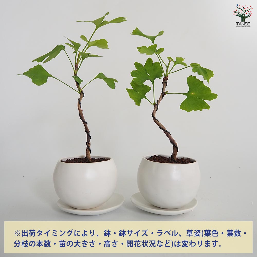 【SS期間★P5倍】 イチョウ 球体鉢(受皿付) 【 盆栽 3.5号／1個売り 】 ぼんさい bonsai 植木 苗 苗木 植え木 庭植え 地植え 鉢植え ベランダ ガーデニング 花壇 庭園 プレゼント お祝い