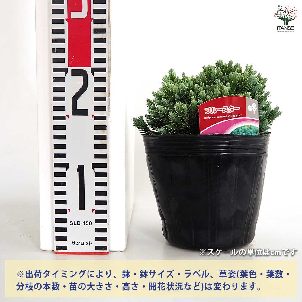 【送料無料】 コニファー ブルースター 【 庭木 5号／1個売り 】 常緑 針葉樹 クリ...