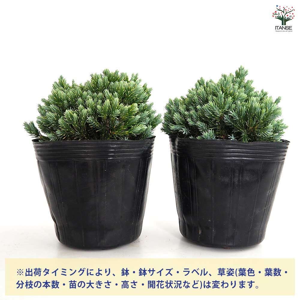 【送料無料】 コニファー ブルースター 【 庭木 5号／1個売り 】 常緑 針葉樹 クリ...
