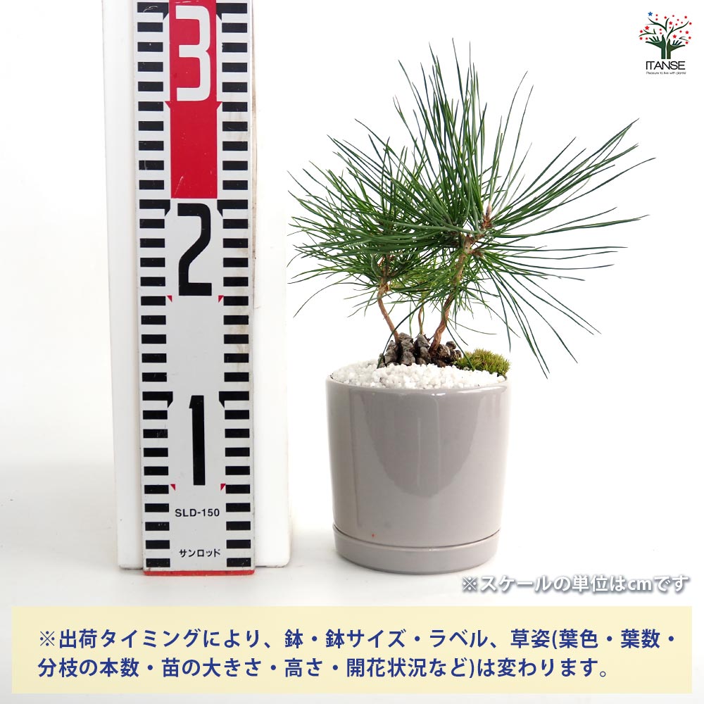 【送料無料】 迎春ぼっくり松 パステル鉢 【 庭木 】 盆栽 新年 賀正 観賞用 植木...