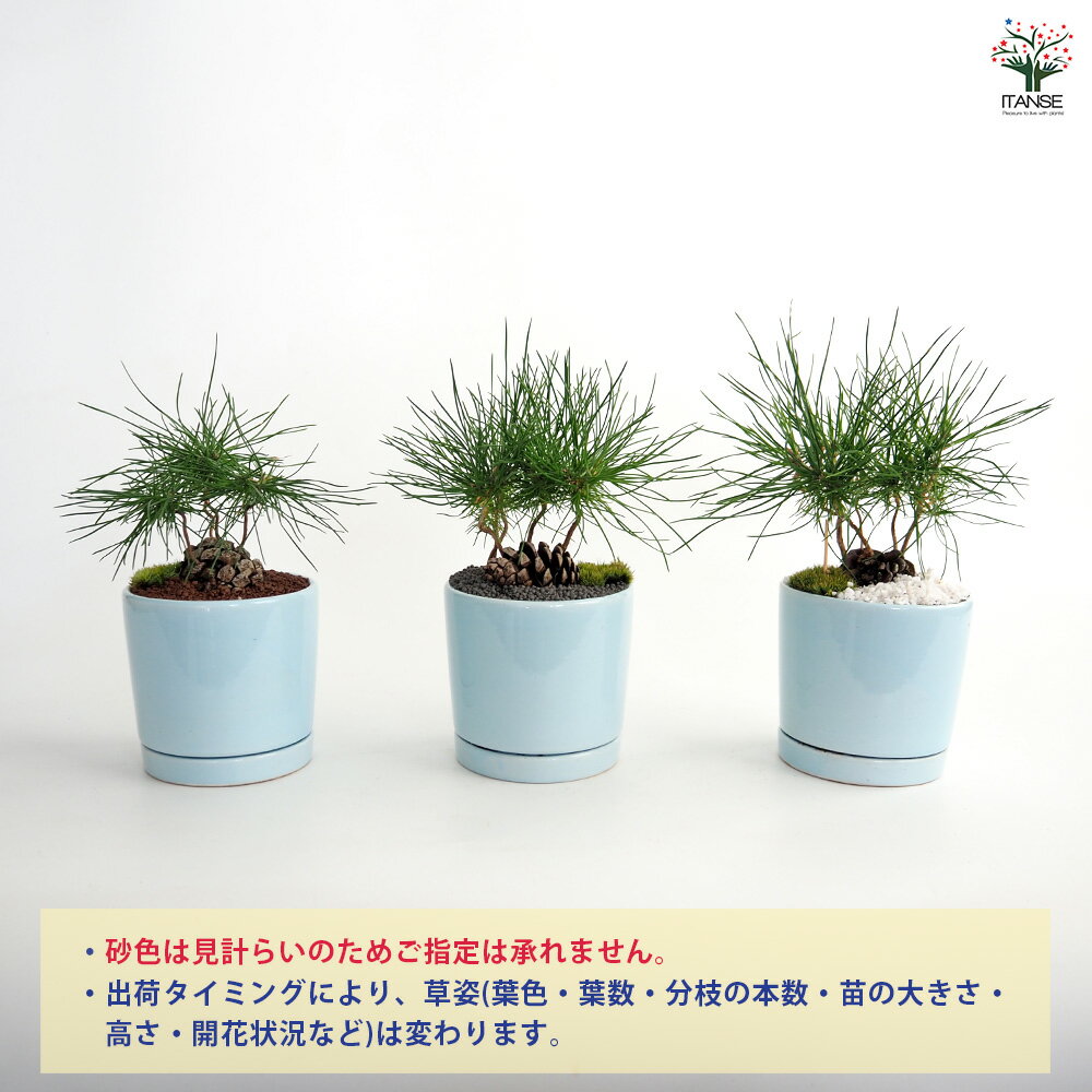 【送料無料】 迎春ぼっくり松 パステル鉢 【 庭木 】 盆栽 新年 賀正 観賞用 植木...