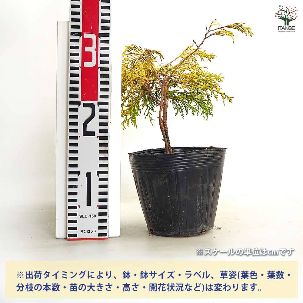 【送料無料】 コニファー フィリフェラオーレア 【 庭木 5号／1個売り 】 常緑 針...