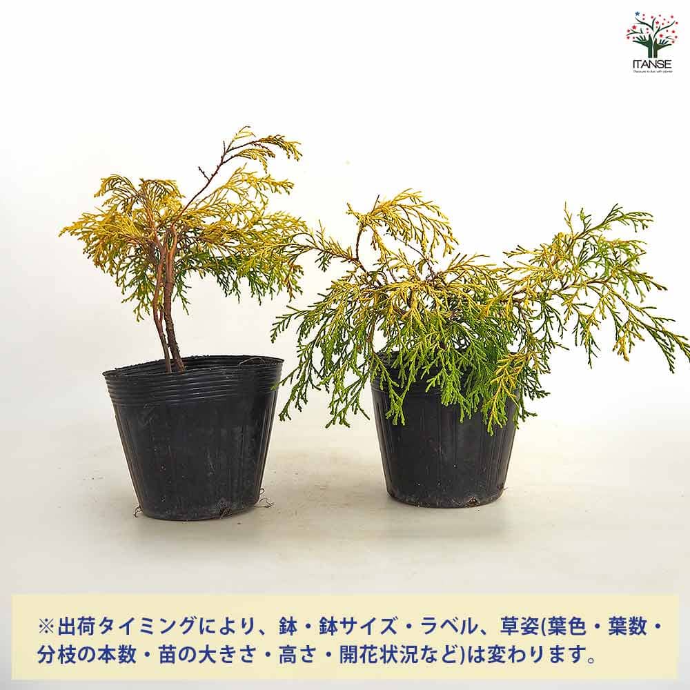 【送料無料】 コニファー フィリフェラオーレア 【 庭木 5号／1個売り 】 常緑 針...