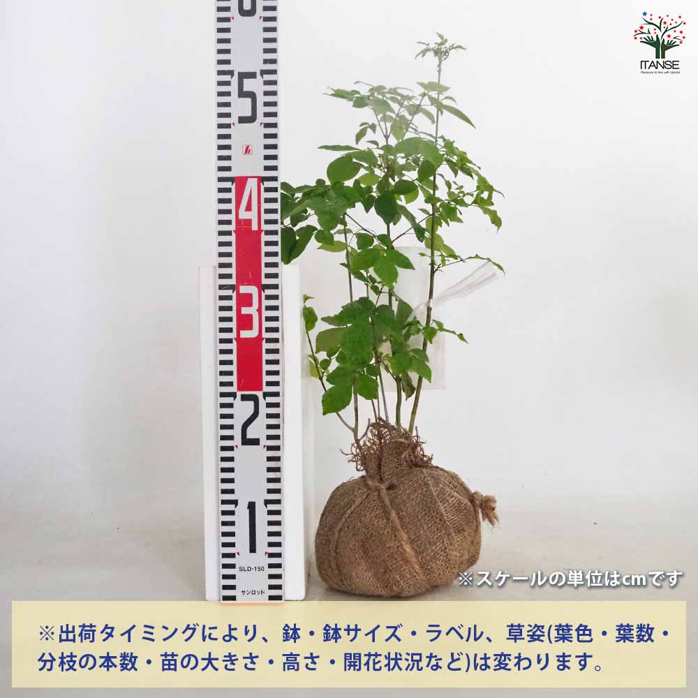 【送料無料】 アオダモ 根巻き 【 庭木 ／1個売り 】 植木 庭木 トネリコ アオダモ...