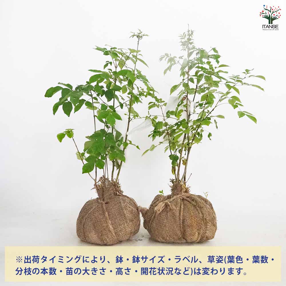 【送料無料】 アオダモ 根巻き 【 庭木 ／1個売り 】 植木 庭木 トネリコ アオダモ...