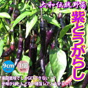 ITANSE 紫とうがらし ( 大和伝統野菜 ) 野菜 自根苗9cmポット 3個セット トウガラシ 唐辛子 唐がらし Red pepper 露地栽培 ベランダ菜園 料理 レシピ ハウス栽培 スコヴィル スコビル 送料無料 即納
