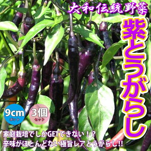 ̵ۻȤ餷() 9cmݥå/3ĥåȡۥȥ饷 ɻ ⤬餷 Red pepper ϪϺ ٥ڱ  쥷 ϥ  ӥ