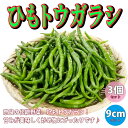 青唐辛子はスーパー内のどこにある 売り場とあわせて時期や値段も紹介 うみろーど 青唐辛子はスーパー内のどこにある 売り場とあわせて時期や値段も紹介 うみろーど