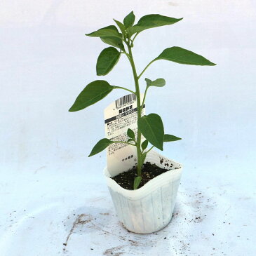 【送料無料・即出荷】韓国とうがらし【野菜 自根苗9cmポット/3個セット】トウガラシ 唐辛子 唐がらし Red pepper ベランダ 露地栽培 ベランダ菜園 料理 レシピ ハウス栽培 スコヴィル スコビル キムチ