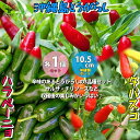 【送料無料】とうがらしの苗 ハラペーニョ、タバスコ、沖縄島とうがらし 辛味とうがらしの苗 お買得3種3個セット 野菜の苗 10.5cmポット 自根苗 とうがらし とうがらし苗 唐辛子苗 野菜苗 家庭菜園 ベランダ菜園 野菜作り 泡盛漬け 辛味調味料 送料無料 即納