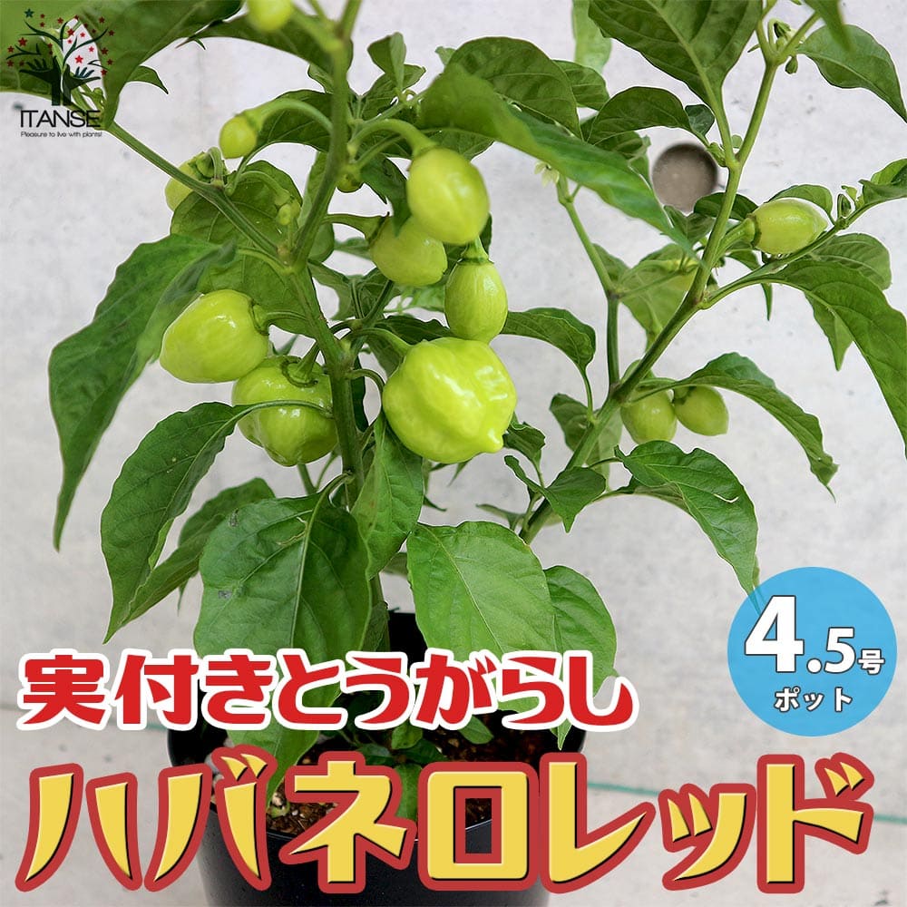 【送料無料】ハバネロ レッド激辛とうがらしの実付き苗 とうがらしの苗【野菜の苗 4.5号鉢 ／1個売り】トウガラシ苗 唐辛子 とうがらし苗 野菜苗 家庭菜園 ベランダ菜園 野菜作り 辛味調味料 コーレーグス 高麗薬のサムネイル