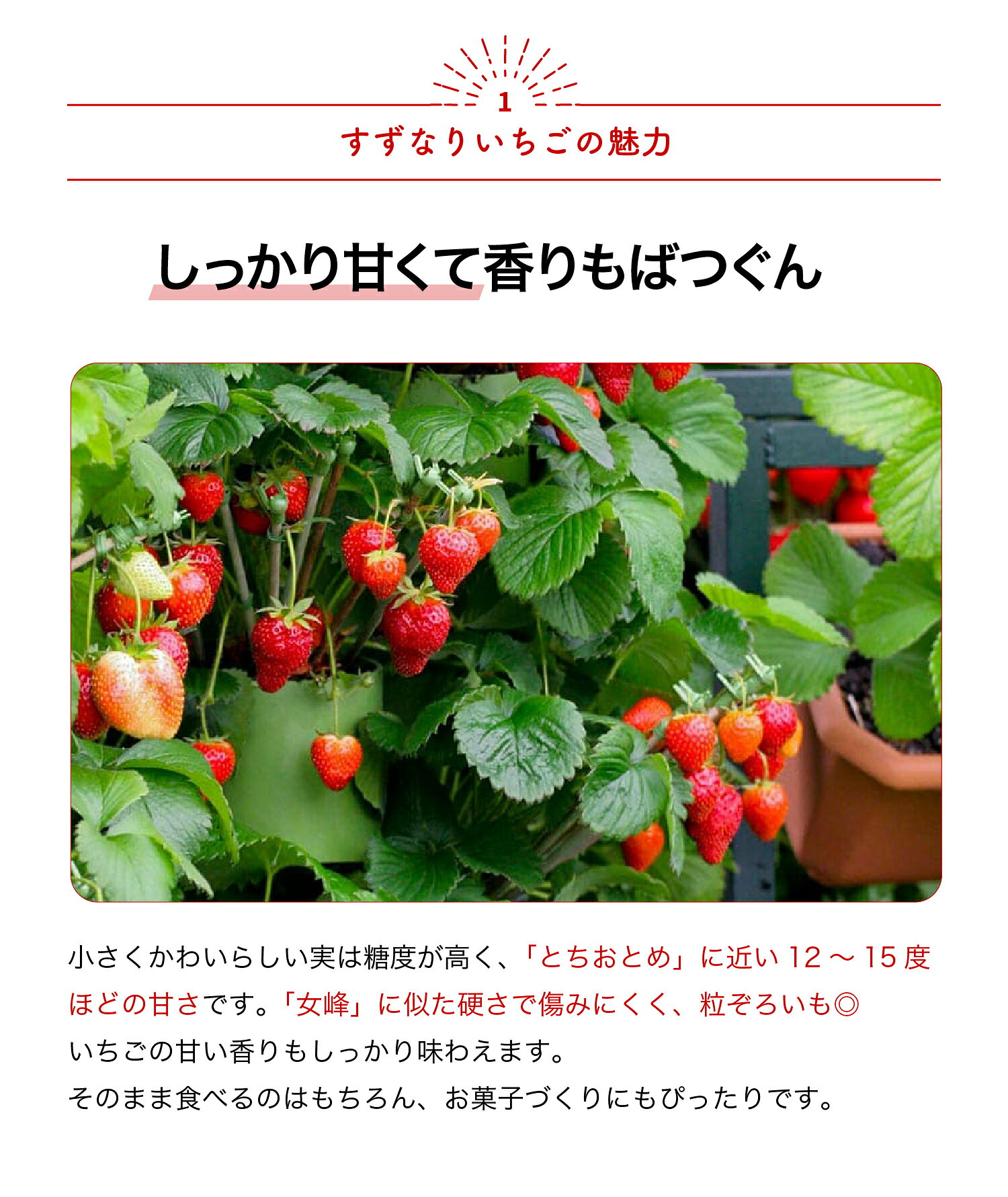 果樹苗 果樹 栽培 農園 ギフト プレゼン 贈り物 農場 趣味 園芸 収穫 果実 秋植え ガーデニング 家庭菜園 簡単栽培 鉢植え 庭植え プランター