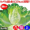 【マラソン中★ポイントUP】キャベサイの苗【野菜苗9cmポット お買い得3個セット】キャベツ 白菜 ハクサイ 食べやすさで人気 新野菜 新品種 万能野菜 エコ野菜 サラダ 鍋物 炒め物 漬物