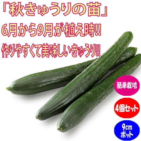 【エントリーでP5倍】秋きゅうり苗【9cmポット自根野菜苗 お買い得4個セット】8月・9月も植え付け可能なキュウリ苗！強健な品種で長期間収穫可能！苗を植えて約30日で収穫開始できる！