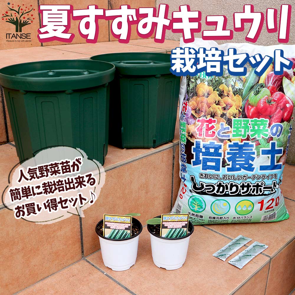 【送料無料】夏すずみ キュウリ お買い得！栽培セット【野菜の苗 9～10.5cm ／お買い得2個セット】栽培セット スターターセット 栽培キット このまま栽培セット 野菜苗 ハーブ苗 家庭菜園 ベランダ ガーデニングのサムネイル