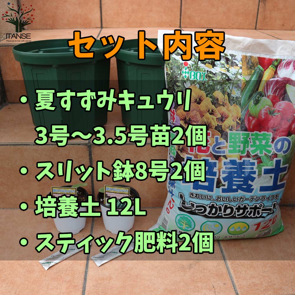 【送料無料】夏すずみ キュウリ お買い得！栽培セット 野菜の苗 9〜10.5cm お買い...