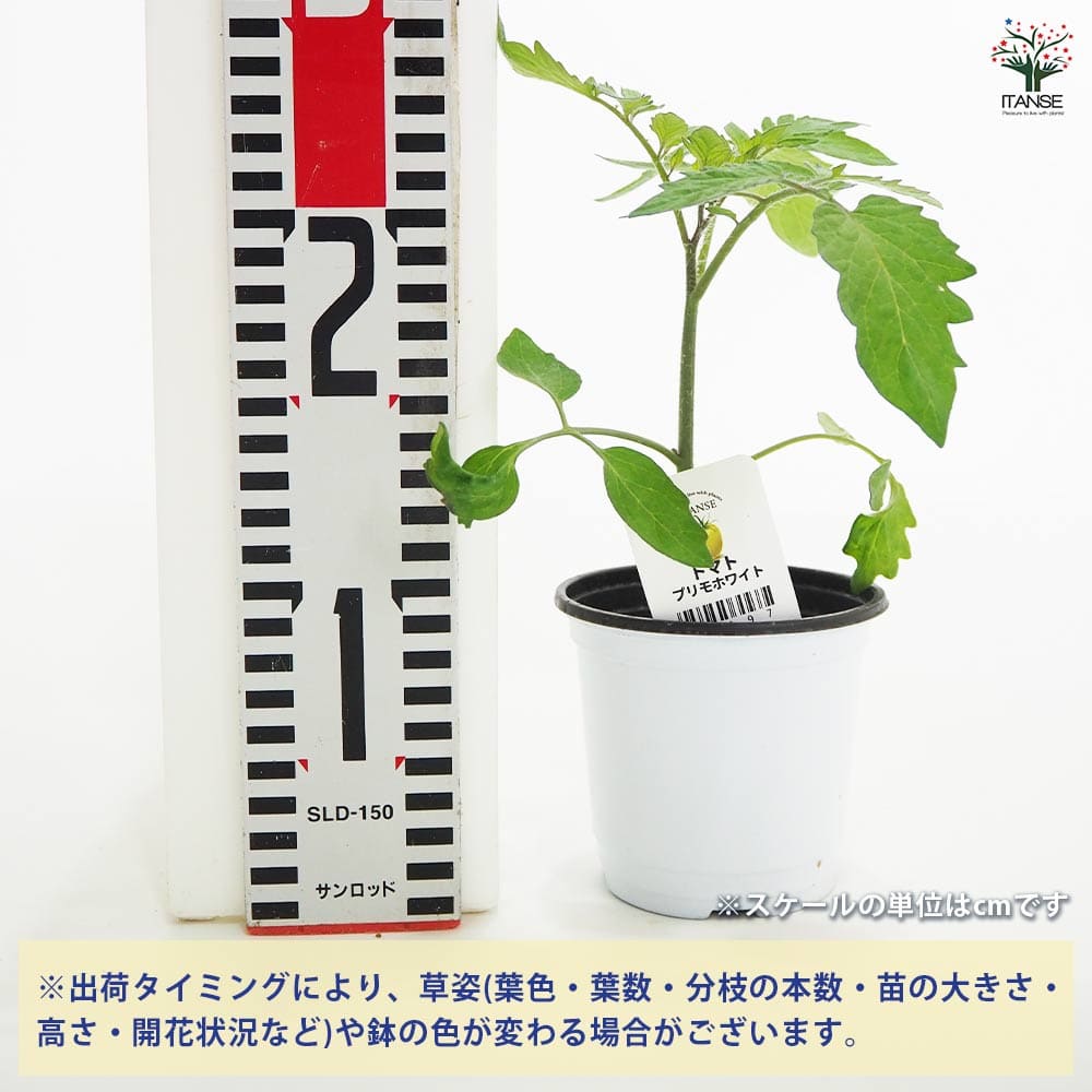 植物販売のITANSE楽天市場店の【送料無料】トマトの苗 プリモホワイト 野菜の苗 3.5号 トマト苗 とまと苗 ミニトマト苗 トマトの苗 とまとの苗 プチトマト ガーデニング 家庭菜園 プランター菜園 ベランダ菜園 送料無料 即納｜アングル2