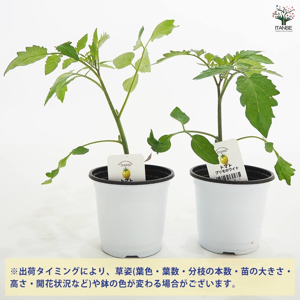 植物販売のITANSE楽天市場店の【送料無料】トマトの苗 プリモホワイト 野菜の苗 3.5号 トマト苗 とまと苗 ミニトマト苗 トマトの苗 とまとの苗 プチトマト ガーデニング 家庭菜園 プランター菜園 ベランダ菜園 送料無料 即納｜アングル3