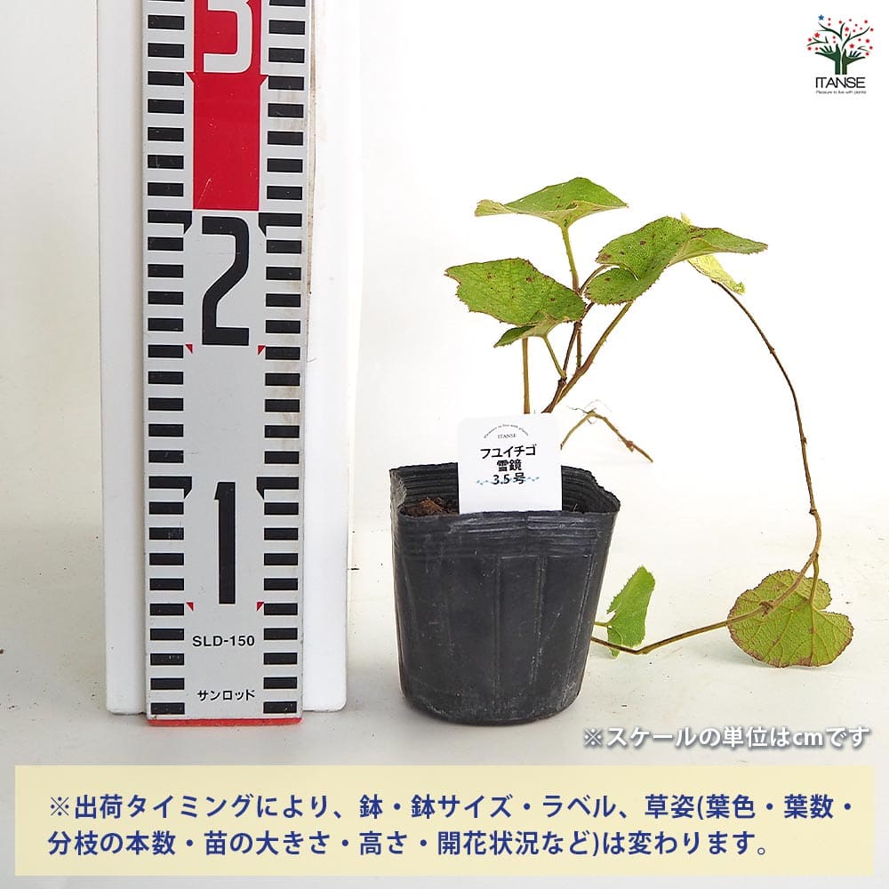 【送料無料】 フユイチゴ 雪鏡 【 野菜の苗 3.5号 】 グランドカバー 花苗 冬苺 Ru...