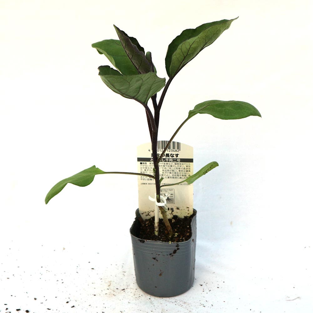 茄子をプランターで育てる方法 支柱の立て方や肥料の与え方など解説 Botanica