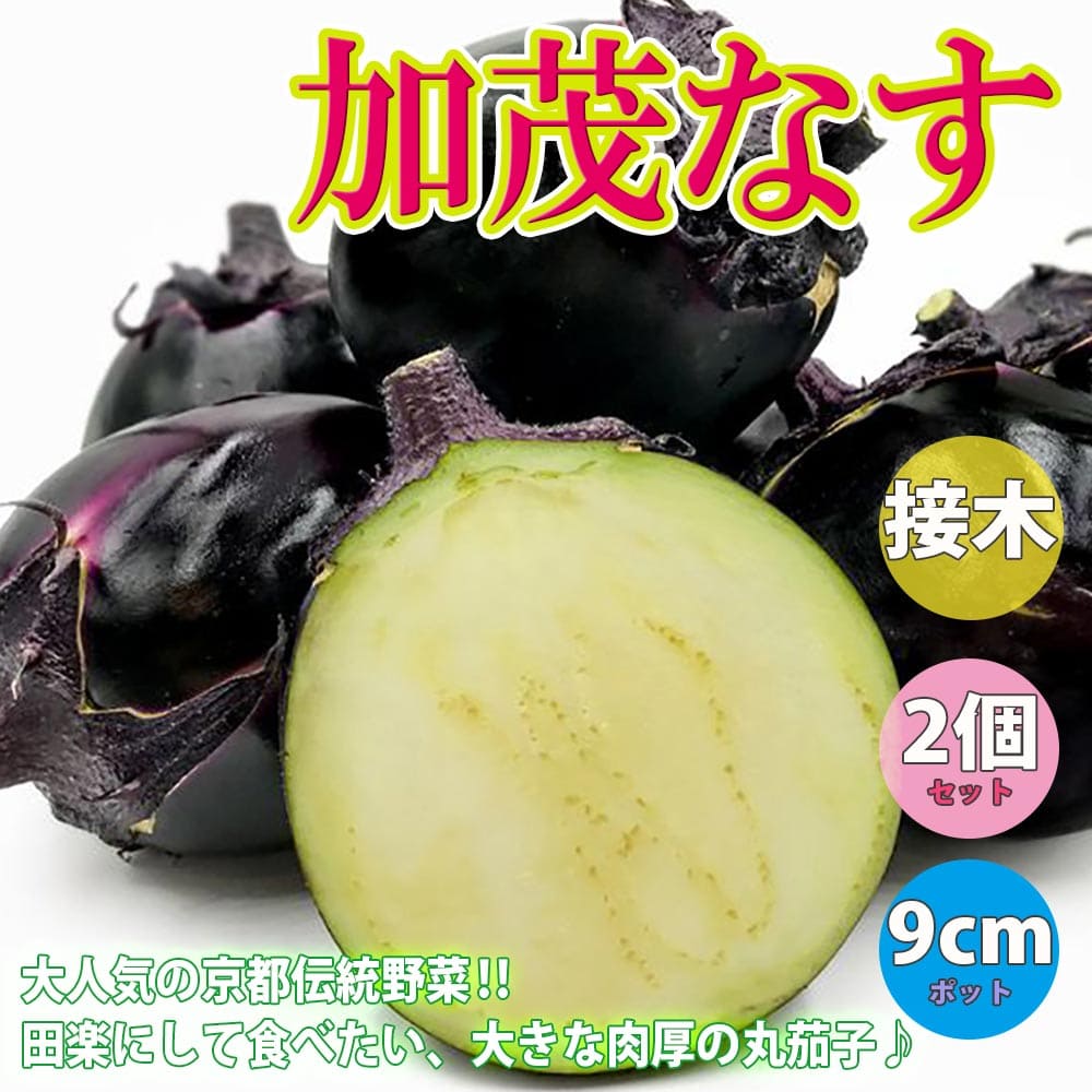 【送料無料】賀茂なす 接木苗【野菜 接ぎ木苗9cmポット/2個セット】人気品種 ナス苗 なす苗 なすび苗 茄子苗 野菜苗 露地栽培 ベランダ菜園 春野菜 夏野菜 茄子 茄 ナスビ 那須 1