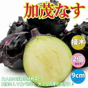 【マラソン中★ポイントUP】賀茂なす 接木苗【野菜 接ぎ木苗9cmポット/2個セット】人気品種 ナス苗 なす苗 なすび苗 茄子苗 野菜苗 露地栽培 ベランダ菜園 春野菜 夏野菜 茄子 茄 ナスビ 那須