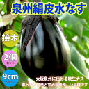 【送料無料】泉州絹皮水なす 接木苗 野菜 接木苗9cmポット 2個セット ナス苗 なす苗 野菜苗 露地栽培 ベランダ菜園 春野菜 夏野菜 接ぎ木苗 接木野菜 苗 茄子 茄 ナスビ 那須 なすび 晩生ナス 送料無料 即納