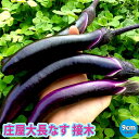 ITANSE 庄屋大長なす 接木苗 野菜 接木苗9cmポット 2個セット ナス苗 なす苗 野菜苗 ベランダ 露地栽培 ベランダ菜園 春野菜 夏野菜 接ぎ木苗 接木野菜 苗 茄子 茄 ナスビ 那須 なすび 晩生ナス 送料無料 即納