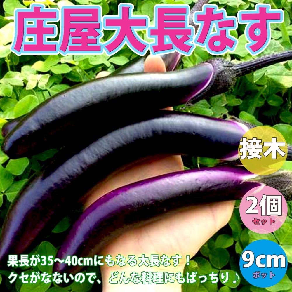 【送料無料】庄屋大長なす 接木苗【野菜 接木苗9cmポット/2個セット】ナス苗 なす苗 野菜苗 ベランダ 露地栽培 ベランダ菜園 春野菜 夏野菜 接ぎ木苗 接木野菜 苗 茄子 茄 ナスビ 那須 なすび 晩生ナス