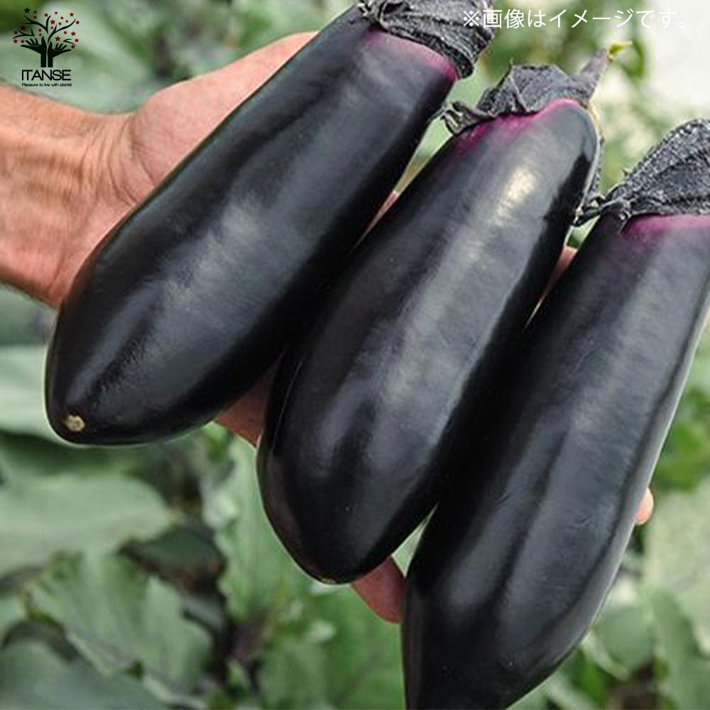 ガーデニング 家庭菜園 簡単栽培 鉢植え 庭植え プランター 希望者のみラッピング無料 すずなりとげ無しなすの苗 中長ナスタイプ 野菜苗 ベランダ 茄子苗 ナス苗 送料無料 なす苗 なすび苗 すずなりナス ナスビ苗