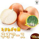 【SS期間全品10%OFF】玉ねぎ抜き苗 品種:ネオ アース ( 中晩生 ) 野菜の苗 約50本 束 玉ねぎ 玉葱 タマネギ たまねぎ 葱頭 玉ねぎの苗 野菜苗 家庭菜園 簡単栽培 ベランダ ハウス栽培 露地栽培 地植え 鉢植え 庭植え 畑 ネオアース 送料無料 即納