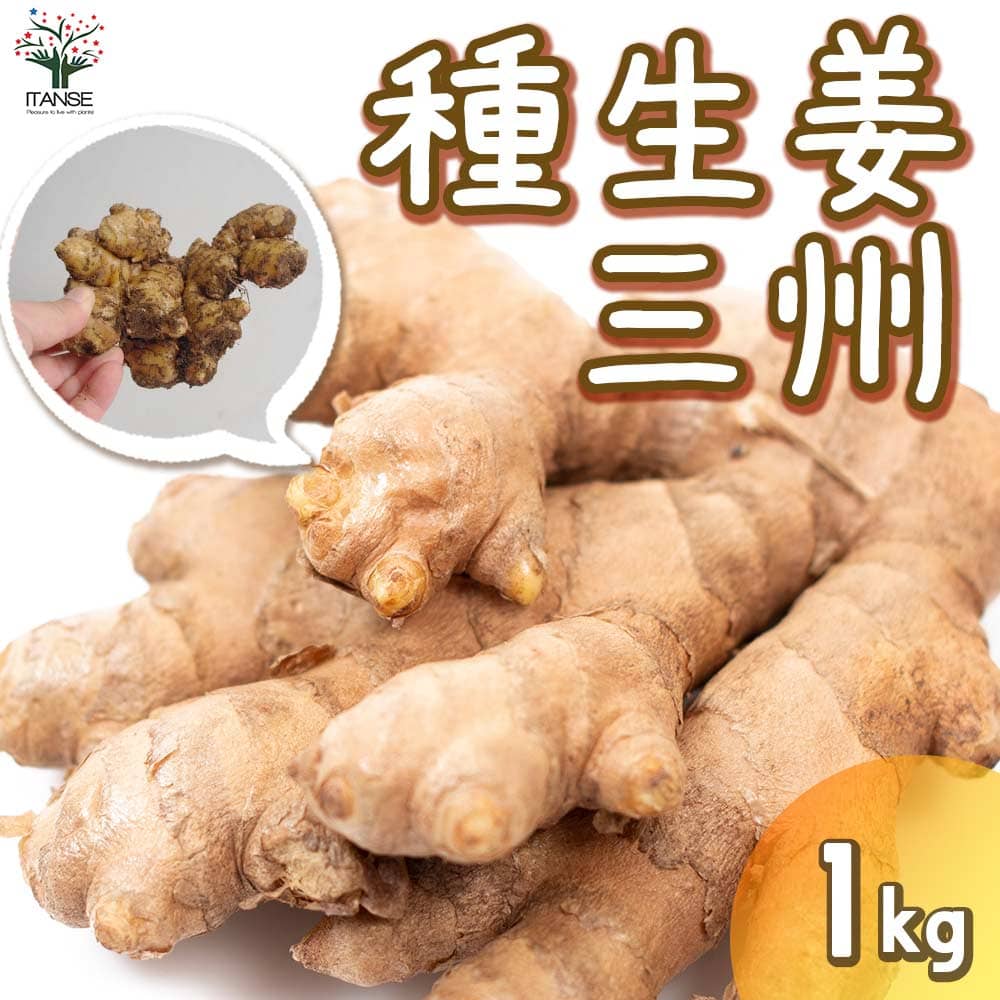 【送料無料】種生姜 品種：三州(さんしゅう) 【野菜の苗 1kg(充填時)／1個売り】しょうが 生姜 種生姜 種しょうが たねしょうが はじかみ 乾薑 かんきょう ジンジャーのサムネイル
