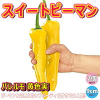 野菜苗 スイートパレルモ 黄色実 の苗 パレルモ苗 9cmポット自根苗 お買い得16個セット アスパラガス ベランダ パプリカ苗 グランドカバー 人気 露地 ピーマン苗 甘い 送料無料 即出荷 フルーティーピーマン 品種 送料無料 野菜苗 スイートパレルモ 黄色実 の苗 パレルモ苗 9cmポット自根苗 お買い得16個セット アスパラガス ベランダ パプリカ苗 グランドカバー 人気 露地 ピーマン苗 甘い 送料無料 即出荷 フルーティーピーマン 品種 送料無料