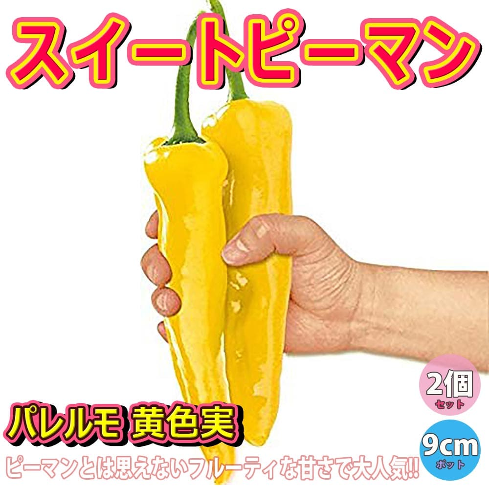 野菜苗 スイートパレルモ 黄色実 の苗 パレルモ苗 9cmポット自根苗 お買い得16個セット アスパラガス ベランダ パプリカ苗 グランドカバー 人気 露地 ピーマン苗 甘い 送料無料 即出荷 フルーティーピーマン 品種 送料無料