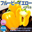 【送料無料】パプリカ・黄色(フルーピーイエロー自根苗)【野菜 自根苗9cmポット/3個セット】ぱぷりか ピーマン苗 ぴーまん苗 露地栽培 春野菜 夏野菜 パプリカ green pepper papurika